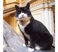Palmerston