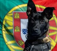 Poncha, cadela resgatada, integra a Marinha Portuguesa e apoia militares
