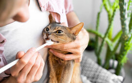 Acabar de vez com o mau hálito, o tártaro e a dor: a importância de escovar os dentes ao seu gato