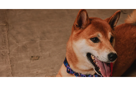 Streetwear também é para cães: Reebok e Zee.Dog lançam coleção limitada