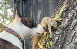 Uma amizade improvável: esquilo resgatado e cadela tornam-se inseparáveis no Texas