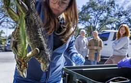 Do calor tropical ao gelo: o inverno que fez iguanas cair do céu na Florida