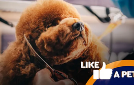 É de pôr os cabelos em pé! Prepare-se para os piores penteados do "Like a Pet"