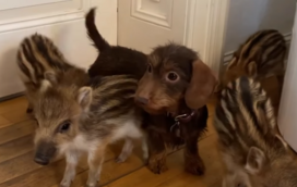 Há uma cadela e cinco javalis que já são estrelas do Instagram. A história de cinco animais, que deixaram de ser órfãos para se tornarem virais