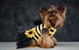 Carnacão 2026 no UBBO: cães e tutores desfilam com máscaras e muita criatividade