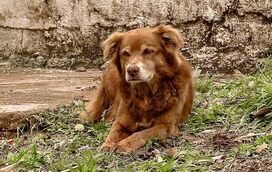 São Paulo, no Brasil, reconhece laço eterno entre tutores e animais com nova lei