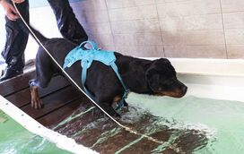 Fisioterapia animal: o “segredo” que está a devolver mobilidade e alegria aos nossos patudos