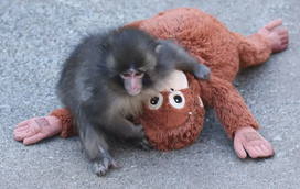 O segredo do boneco de Punch: saiba onde comprar o peluche que está a conquistar Portugal