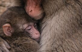 Punch, o macaco rejeitado pela mãe, tem finalmente o final feliz que todos esperavam