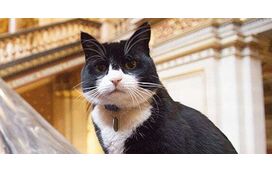Morreu Palmerston, o "chief mouser" do Ministério dos Negócios Estrangeiros britânico