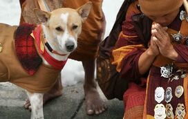 De cão vadio a símbolo mundial: a história comovente do "Cão da Paz" que percorreu 3.700 km ao lado de monges budistas