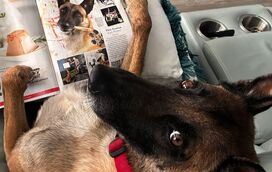 O Monkey é a nova estrela da internet. Conheça o patudo que está a fazer furor como "pintor" canino nas redes sociais