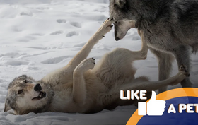 Lobos brincam na neve, tal como animais de estimação