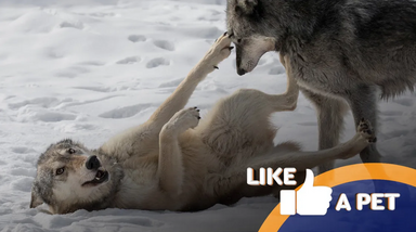 Lobos brincam na neve, tal como animais de estimação