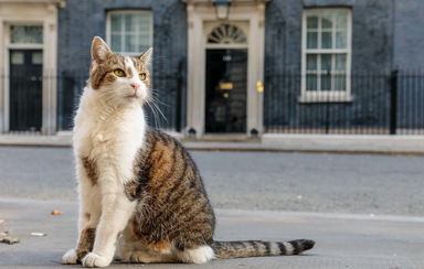 Parabéns, Larry! O verdadeiro líder de Downing Street celebra 15 anos como "Chief Mouser"