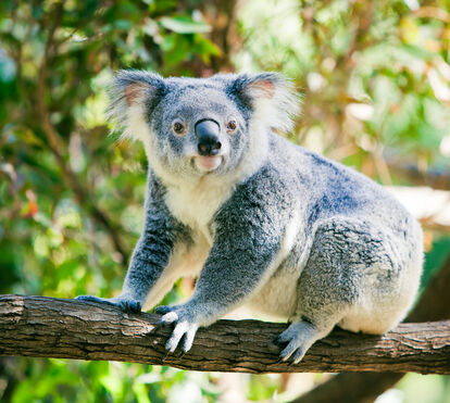 Um Dia dos Namorados selvagem (e romântico) no Jardim Zoológico