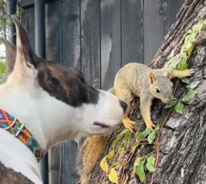 Uma amizade improvável: esquilo resgatado e cadela tornam-se inseparáveis no Texas