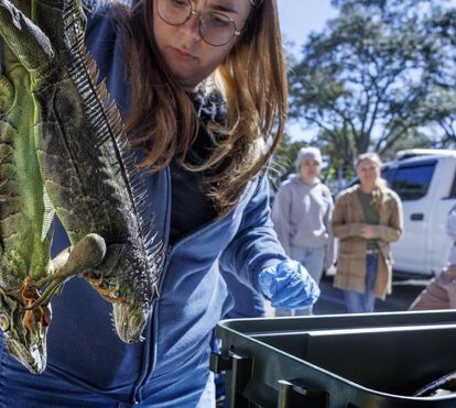 Do calor tropical ao gelo: o inverno que fez iguanas cair do céu na Florida
