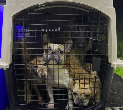 Os grandes heróis! Bombeiros de Arruda dos Vinhos e o IRA já resgatam 29 animais após deslizamento de terras