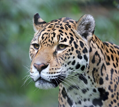 Sabia que os jaguares também miam? Se tem que ouvir para crer, a prova está aqui!