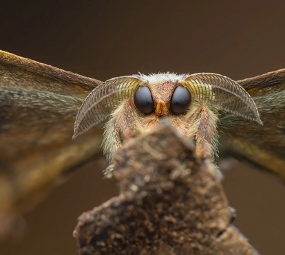 Imagens impressionantes! Estes são os grandes vencedores dos CUPOTY Awards