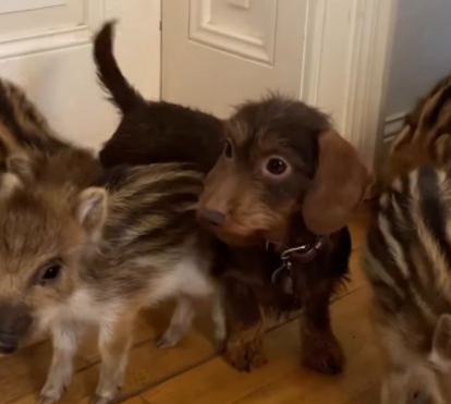 Há uma cadela e cinco javalis que já são estrelas do Instagram. A história de cinco animais, que deixaram de ser órfãos para se tornarem virais