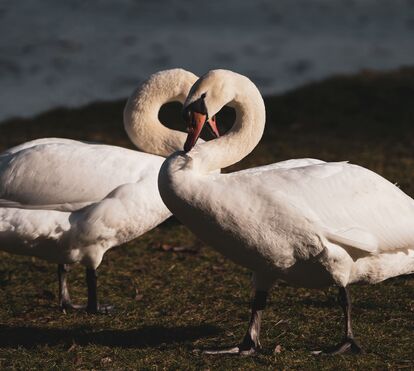 Não é só no Dia dos Namorados: 5 espécies de animais que são fiéis até ao fim