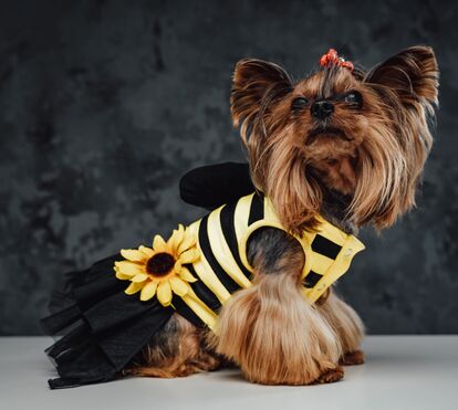 Carnacão 2026 no UBBO: cães e tutores desfilam com máscaras e muita criatividade