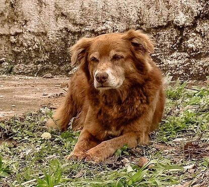 São Paulo, no Brasil, reconhece laço eterno entre tutores e animais com nova lei