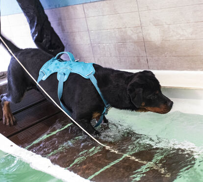 Fisioterapia animal: o “segredo” que está a devolver mobilidade e alegria aos nossos patudos