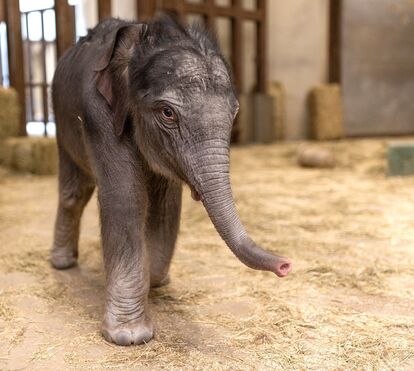 
Um marco para a ciência e a biodiversidade: elefante asiático nasce nos EUA