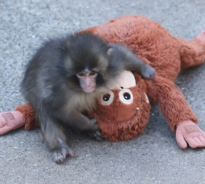 O segredo do boneco de Punch: saiba onde comprar o peluche que está a conquistar Portugal
