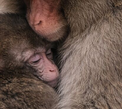 Punch, o macaco rejeitado pela mãe, tem finalmente o final feliz que todos esperavam