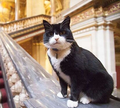 Morreu Palmerston, o 'chief mouser' do Ministério dos Negócios Estrangeiros britânico