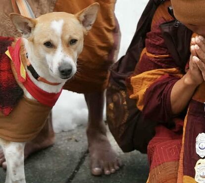 De cão vadio a símbolo mundial: a história comovente do 'Cão da Paz' que percorreu 3.700 km ao lado de monges budistas