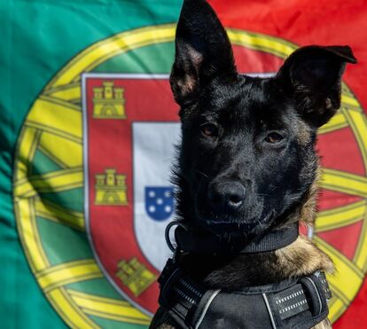 De resgatada a recruta: Poncha integra oficialmente a Marinha Portuguesa e já conquistou os militares