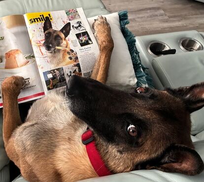 O Monkey é a nova estrela da internet. Conheça o patudo que está a fazer furor como 'pintor' canino nas redes sociais