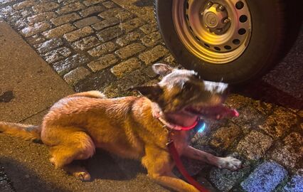 Heroína de quatro patas! Esta é a Bonny, a cadela dos Bombeiros de Famalicão que encontrou  uma criança desaparecida