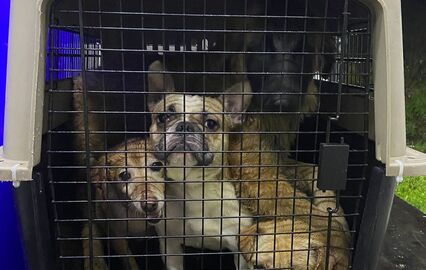 Arruda dos Vinhos: Bombeiros e IRA resgatam 29 animais após deslizamentos de terras