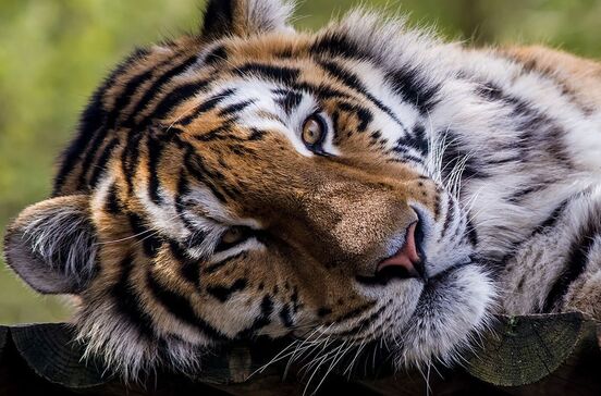 Tigre do Zoo de Lisboa relaxa enquanto casais celebram o Dia dos Namorados com visita noturna