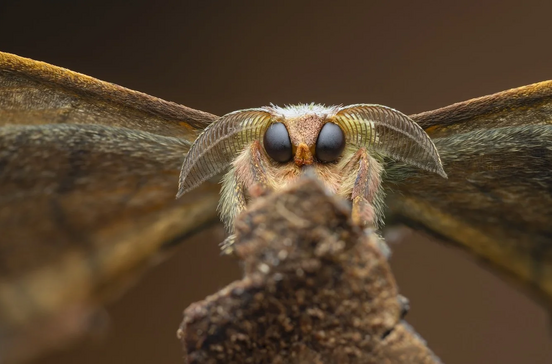 Categoria 'Invertebrate Portrait': Laurent Hesemans com 'Good Boy'