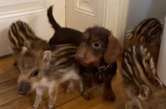 De órfãos na floresta a estrelas do Instagram. Conheça a cadela Nala e os seus cinco javalis