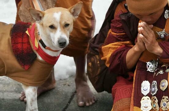Aloka, o 'Cão da Paz' que está a conquistar o mundo.jpg
