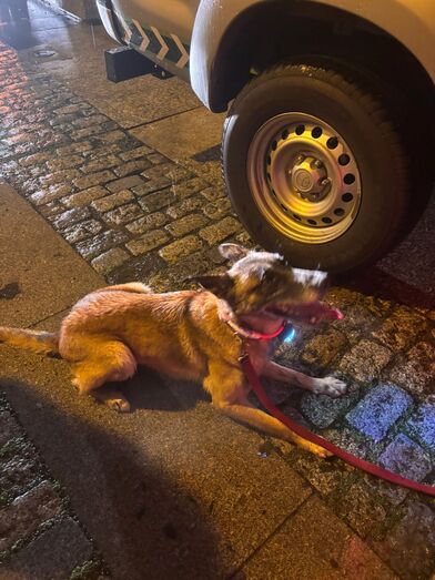 Heroína de quatro patas! Esta é a Bonny, a cadela dos Bombeiros de Famalicão que encontrou  uma criança desaparecida