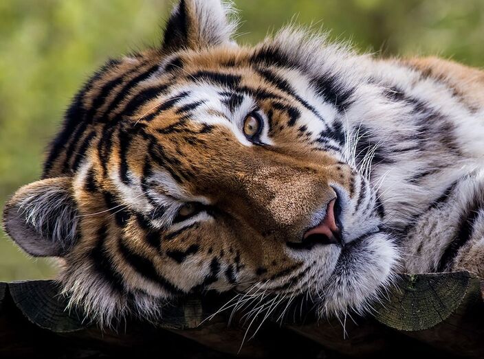 Tigre do Zoo de Lisboa relaxa enquanto casais celebram o Dia dos Namorados com visita noturna