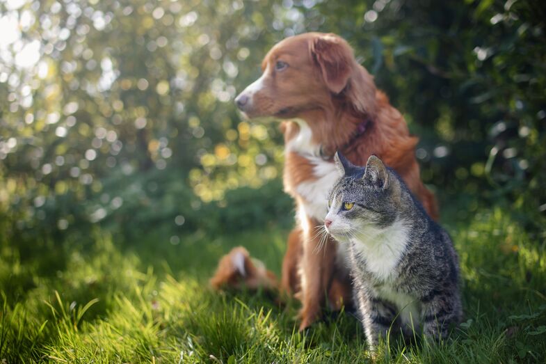 Quando o tempo piora, os nossos pets também precisam de cuidados! Saiba como protegê-los das tempestades