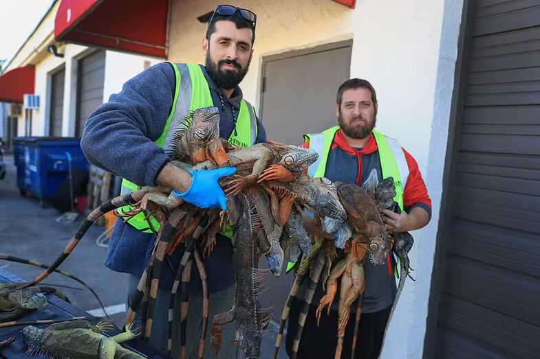 Iguanas a cair do céu! Frio extremo na Flórida leva moradores a recolher mais de 5.000 répteis congelados