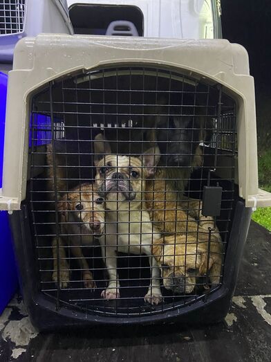 Arruda dos Vinhos: Bombeiros e IRA resgatam 29 animais após deslizamentos de terras