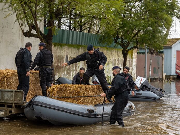 Marinha e bombeiros alimentam animais isolados no Tejo, em Salvaterra de Magos