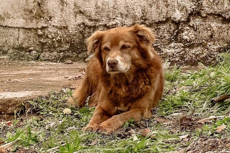 Brasil: Patudo 'Bob Coveiro' dá nome a nova lei que reconhece o laço afetivo entre humanos e pets